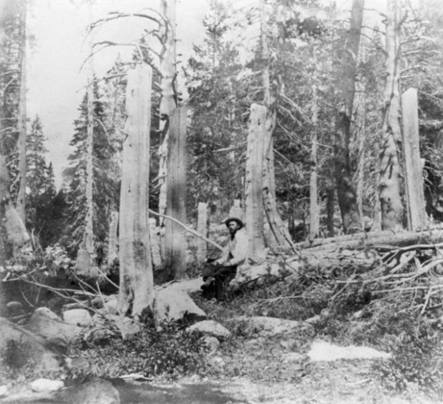 Stumps of trees cut at the Alder Creek site by members of the Donner Party, photograph taken in 1866. The height of the stumps indicates the depth of snow