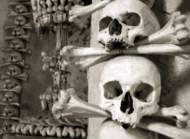  Skeletons and bonesSource izarbeltza/Flickr