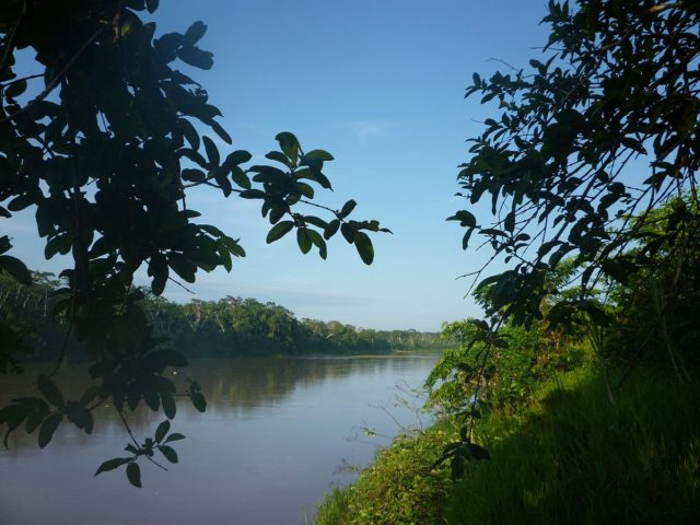 Purus river