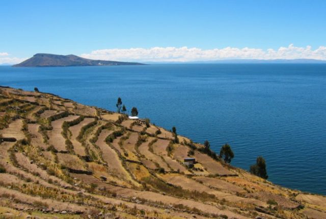 Inca-era terraces on Taquile are used to grow traditional Andean staples such as quinoa and potatoes, alongside wheat, a European introduction. Wikipedia/Public Domain