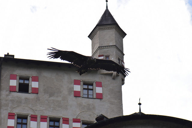 A falcon flying over the castle. Source