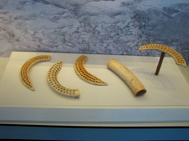 Hippopotamus tusk with circular perforations. The hoard of 432 objects was published by Pessah Bar-Adon within ten years of discovery. Source