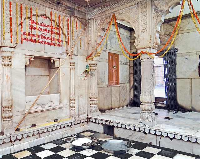 Inside the Karni Mata temple. Source