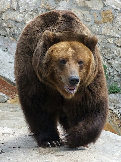 Bear Source:Wikipedia/public domain