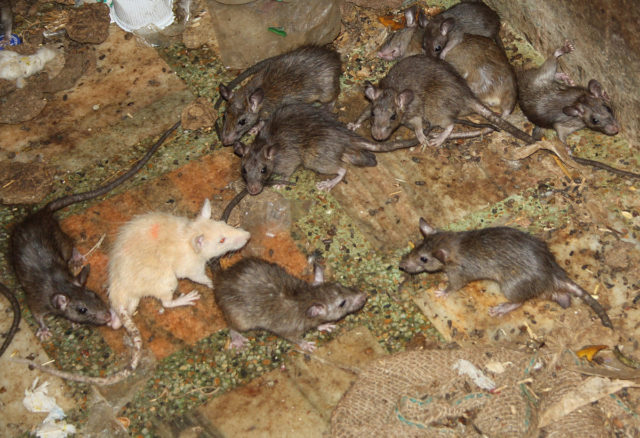 Out of all of the thousands of rats in the temple, there are a few white rats, which are considered to be especially holy. Source