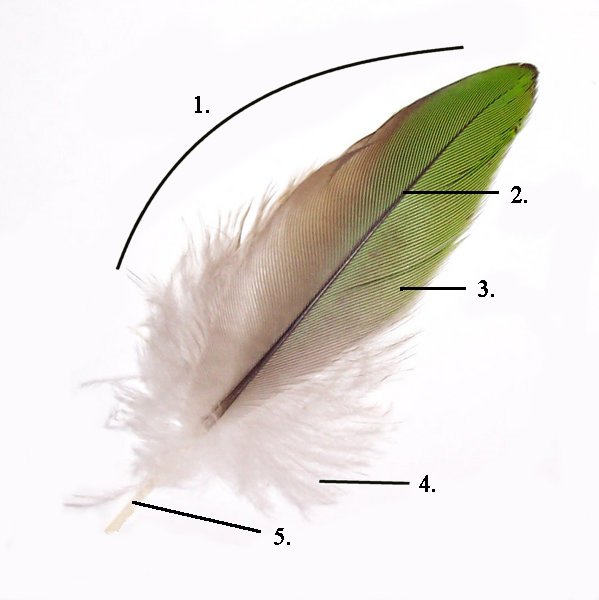 Parts of a feather Copyrighted free use, https://commons.wikimedia.org/w/index.php?curid=1312776