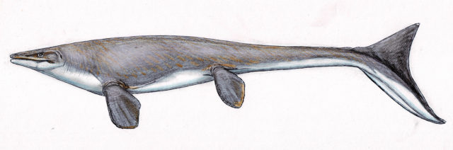 Life restoration of a mosasaur (Platecarpus tympaniticus) informed by fossil skin impressions Photo Credit