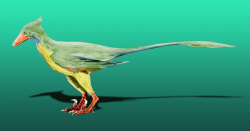 Reconstruction of Rahonavis, a ground-dwelling feathered dinosaur that some researchers think was well equipped for flight By Nobu Tamura (http://spinops.blogspot.com) - Own work, CC BY 3.0, https://commons.wikimedia.org/w/index.php?curid=19462586