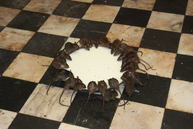 The Rats can be seen here eating from huge metal bowls of milk, sweets and grains. Source