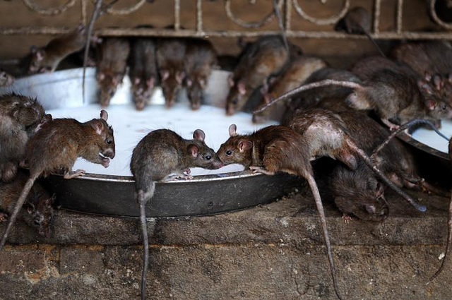 The temple is inhabited by rats, thousands of them. Source
