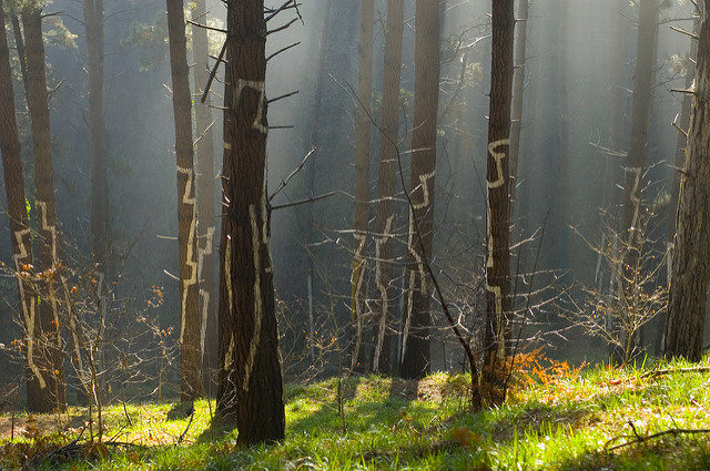 Visiting the Painted Oma Forest is an individual experience. Danel Solabarrieta.Flickr. CC BY-SA 2.0