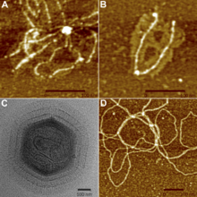 A) AFM image of several surface fibers attached to a common central feature B) AFM image of two detached surface fibers of Mimivirus C) CryoEM image of a whole Mimivirus D) AFM image of internal fibers of Mimivirus Source:By Xiao C, Kuznetsov YG, Sun S, Hafenstein SL, Kostyuchenko VA, et al. (2009) - Structural Studies of the Giant Mimivirus. PLoS Biol 7(4): e1000092. doi:10.1371/journal.pbio.1000092, CC BY 2.5, 