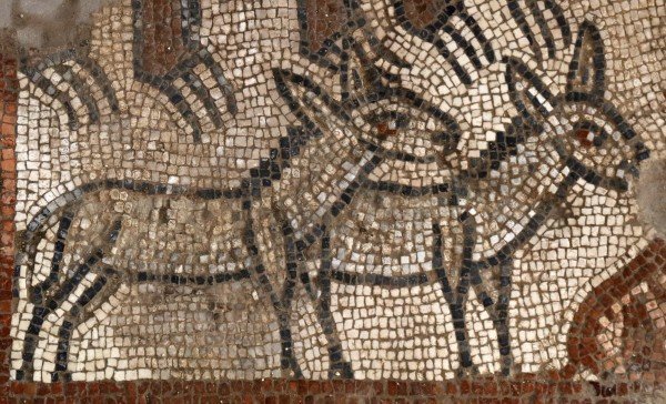 The mosaics show an arc and pairs of animals, including elephants, leopards, donkeys, snakes, bears, lions, ostriches, camels, sheep, and goats. Photo credit: Baylor University 