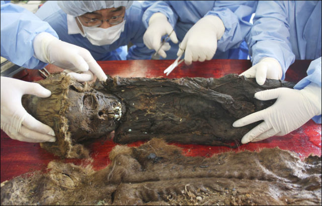 Aged six or seven, the child was encased in birch bark and copper, and found in an ancient necropolis close to the town of Salekhard. Photo credit: Siberian Times
