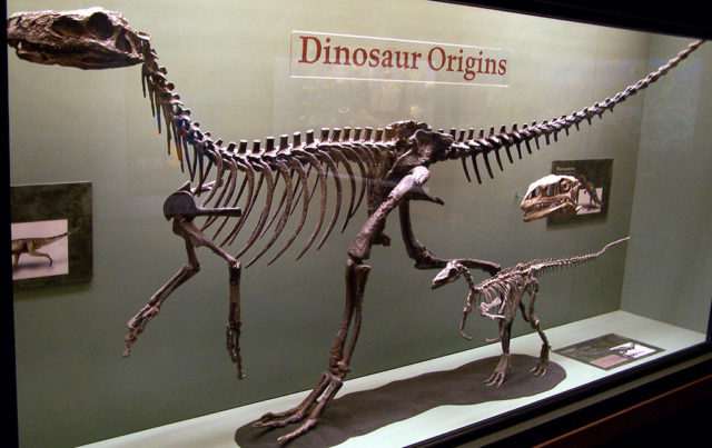 Dinosaur origins Photo Credit