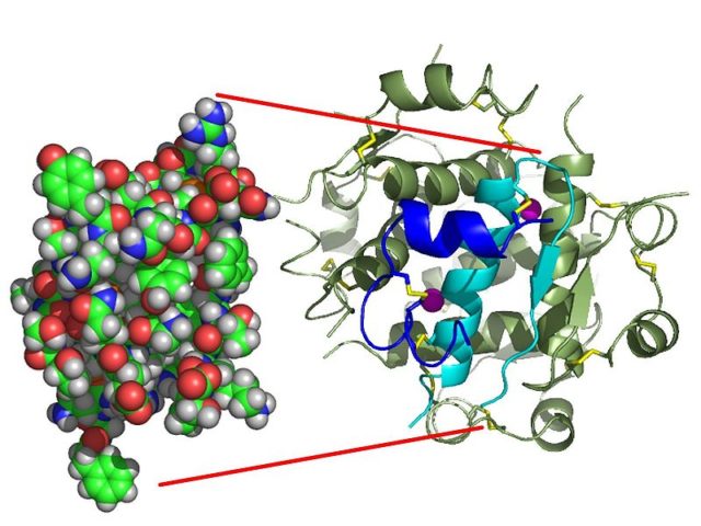 The structure of insulin. The left side is a space-filling model of the insulin monomer, believed to be biologically active. Carbon is green, hydrogen white, oxygen red, and nitrogen blue. On the right side is a ribbon diagram of the insulin hexamer, believed to be the stored form. A monomer unit is highlighted with the A chain in blue and the B chain in cyan. Yellow denotes disulfide bonds, and magenta spheres are zinc ions. By Isaac Yonemoto. - Transferred from en.wikipedia to Commons. First upload to en.wp by Takometer, CC BY 2.5, https://commons.wikimedia.org/w/index.php?curid=1531881