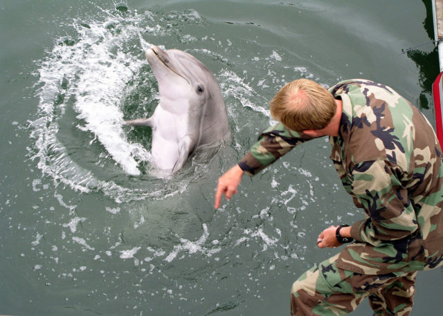 A bottlenose dolphin responding to its trainer's hand gestures. Source:Wikipedia/Public Domain