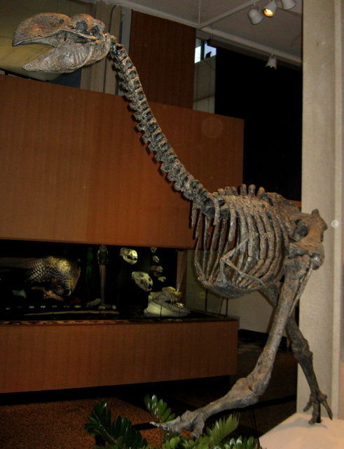 A fossil (cast) of the extinct Dromornis stirtoni from Australia. Photographed at Dinoday 2009 By Kevmin - Own work, CC BY-SA 3.0, https://commons.wikimedia.org/w/index.php?curid=6657818 