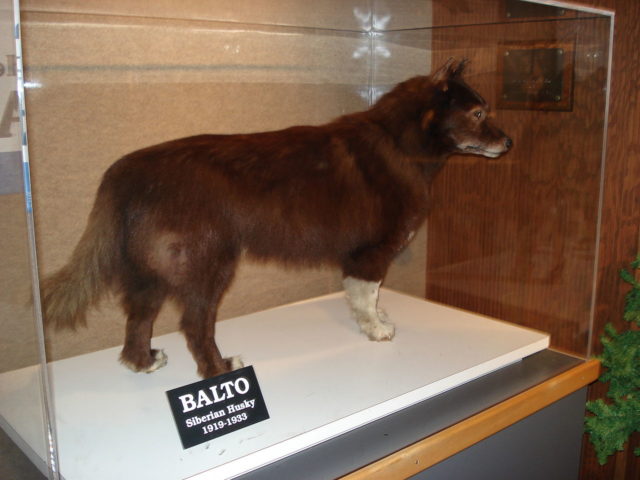 balto-at-the-cleveland-museum-of-natural-history-image-by-scaranol-cc-by-3-0