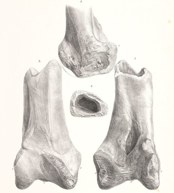 Holotype femur of D. australis By James Erxleben - http://www.lib.utexas.edu/books/nzbirds/html/txu-oclc-7314815-2-07-p-043.html, Public Domain, https://commons.wikimedia.org/w/index.php?curid=12878895