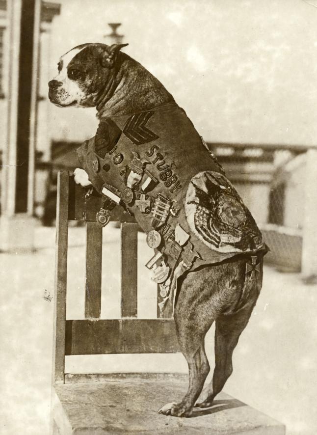 Sergeant Stubby with his medals. Source: Wikipedia/Public Domain