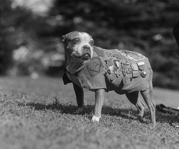 Sergeant Stubby wearing military uniform and decorations. Source: Wikipedia/Public Domain