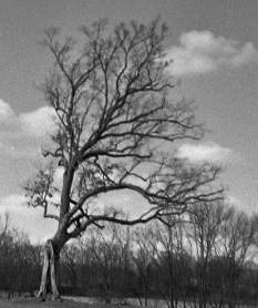 Black and white image of white oak tree. Image is after the 2011 lightning strike that split it in half Source:By Tom Hart - https://www.flickr.com/photos/thart2009/8602329526/, CC BY 2.0, https://commons.wikimedia.org/w/index.php?curid=50322831