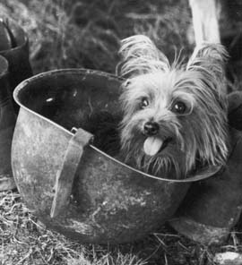 Smoky in a helmet. Wikipedia/Public Domain