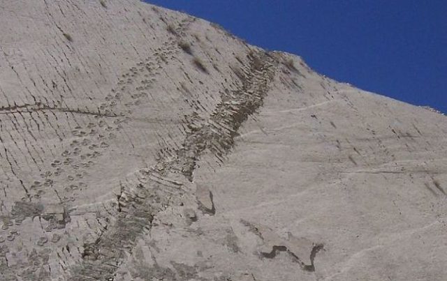 The footprints remained covered until the 1990s when Fancesa company mined away the sedimentary layers for use in the production of concrete. The discovery of this wall is a huge contribution to the history and the science. It reveals unknown information about the period of 66 million years ago. Author: Jerry Daykin – CC-BY 2.0