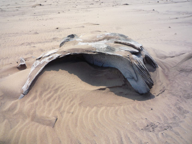 This protected area stretches from Sandwich Harbour, south of Swakopmund, to the Kunene River, taking in around 2 million hectares of dunes and gravel plains. Photo Credit