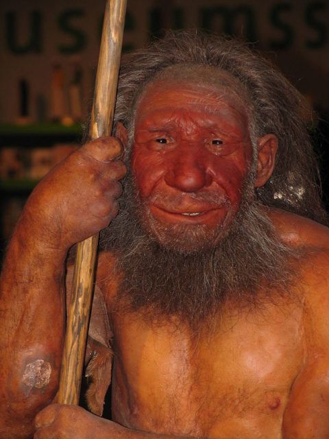 Reconstruction of a Neanderthal. Photo by Stefan Scheer CC BY 2.5,