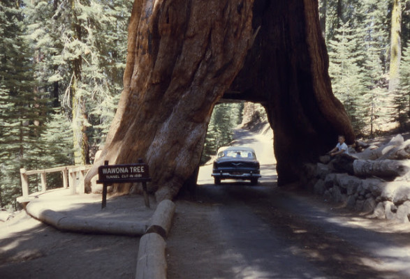 The Wawona Tunnel Tree, 1962