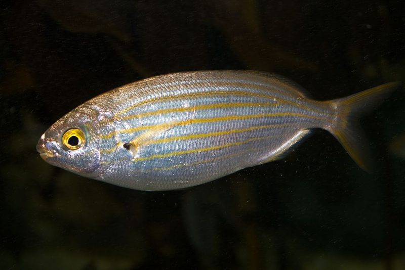 Sarpa salpa. Photo Credit