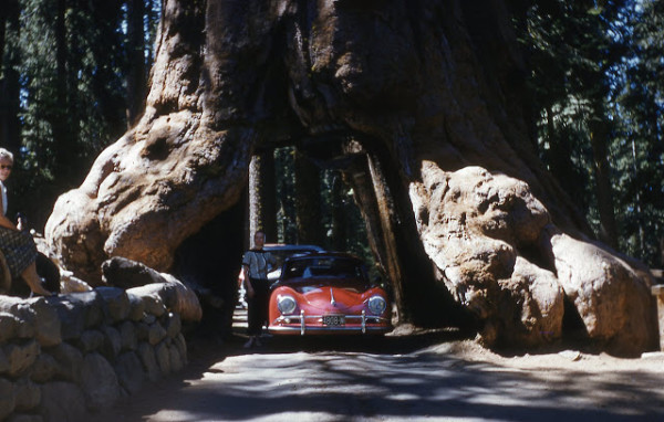 The Wawona Tunnel Tree, 1962