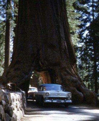  The Wawona Tunnel Tree, 1956