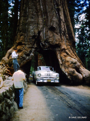 The Wawona Tree, July 4, 1954