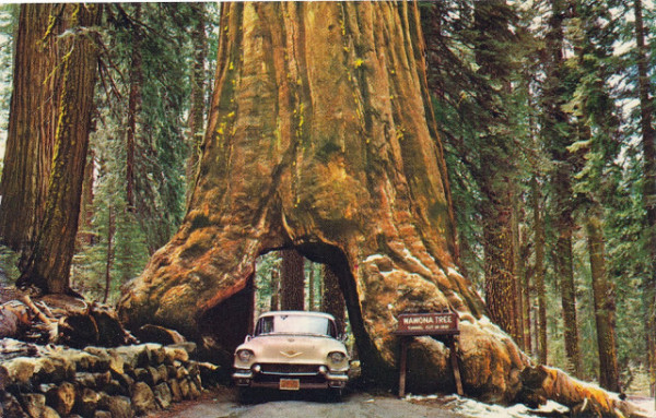 The Wawona Tree, ca. 1950s