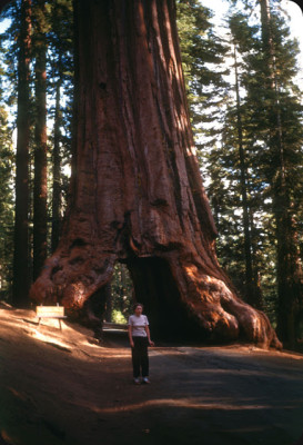  The Wawona Tree’s tunnel, 1949