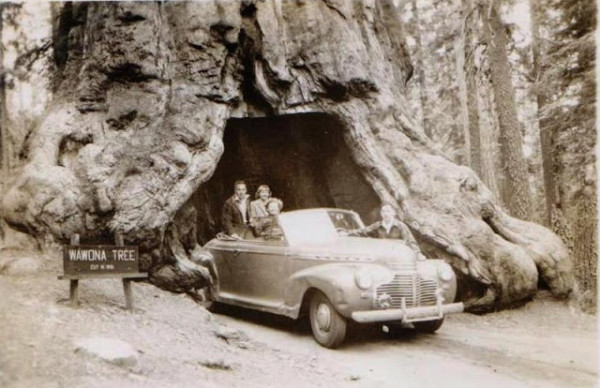The Wawona Tunnel Tree, 1946