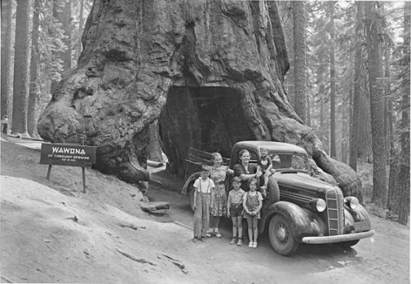 The Wawona Tunnel Tree, 1946