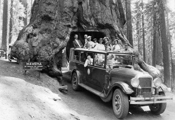  Passing through the Wawona Tree’s tunnel, ca. 1930s