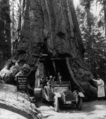  The Wawona Tunnel Tree, 1918