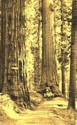 The Wawona Tunnel Tree, 1903