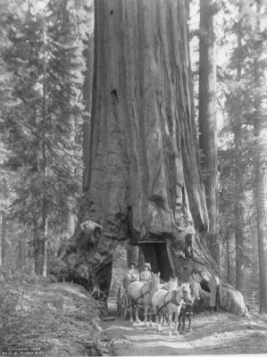  Horse-drawn wagon driving through the Wawona Tunnel Tree, 1902