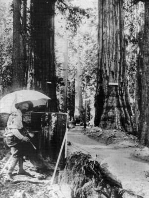  Norwegian-American artist Chris Jorgensen painting the tree, 1894