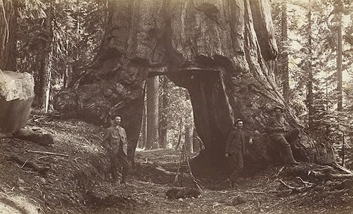 The Wawona Tunnel Tree, ca. 1880s