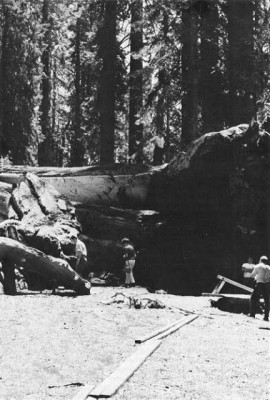  The remains of the Wawona Tunnel Tree following its collapse, 1969