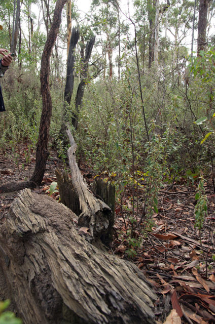 Remnants of Moondyne Joe's gate; it was this gate that he used to trap stock. Photo Credit