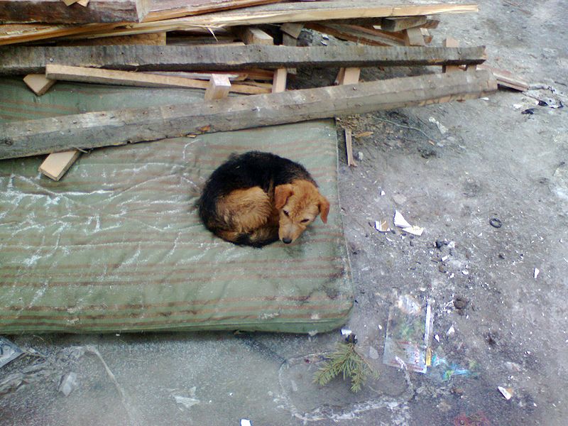 A street dog