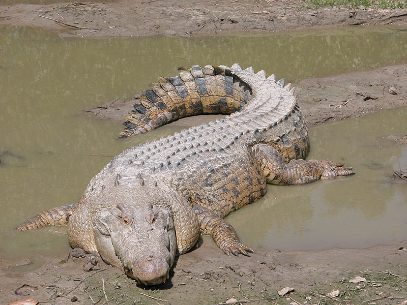 A saltwater crocodile